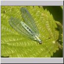 Chrysopa perla - Florfliege 02.jpg